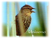 Unisono